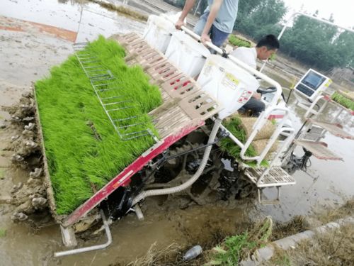 水稻機械插秧同步側深施肥 技術革新引領節肥省工新篇章